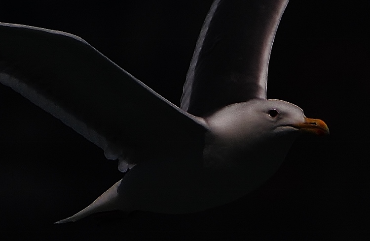 seagull in flight